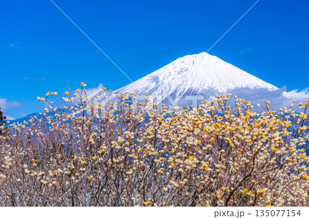 【富士山素材】白糸自然公園から見る富士山とミツマタの花【静岡県】 135077154