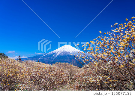 【富士山素材】白糸自然公園から見る富士山とミツマタの花【静岡県】 135077155