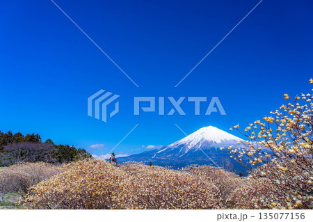 【富士山素材】白糸自然公園から見る富士山とミツマタの花【静岡県】 135077156