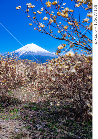 【富士山素材】白糸自然公園から見る富士山とミツマタの花【静岡県】 135077158
