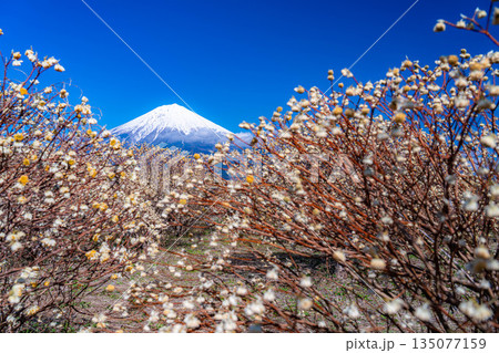 【富士山素材】白糸自然公園から見る富士山とミツマタの花【静岡県】 135077159