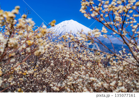 【富士山素材】白糸自然公園から見る富士山とミツマタの花【静岡県】 135077161