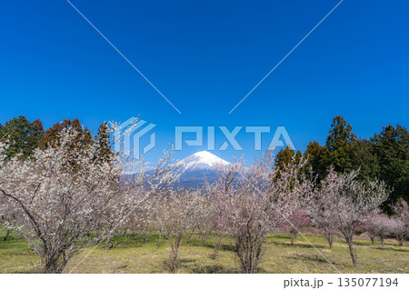 【富士山素材】静岡県富士宮市から見る富士山と梅の花【静岡県】 135077194