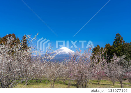 【富士山素材】静岡県富士宮市から見る富士山と梅の花【静岡県】 135077195
