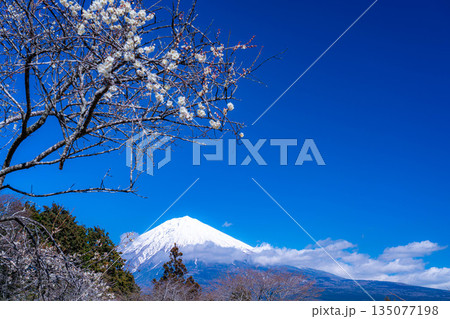 【富士山素材】静岡県富士宮市から見る富士山と梅の花【静岡県】 135077198