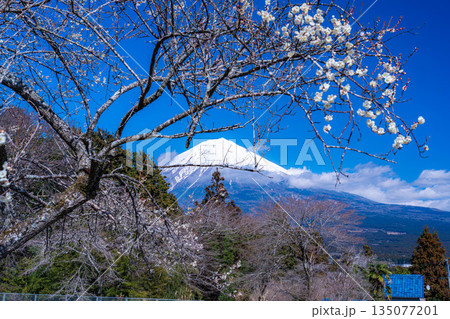 【富士山素材】静岡県富士宮市から見る富士山と梅の花【静岡県】 【富士山素材】静岡県富士宮市から見る富士山と梅の花【静岡県】 135077201