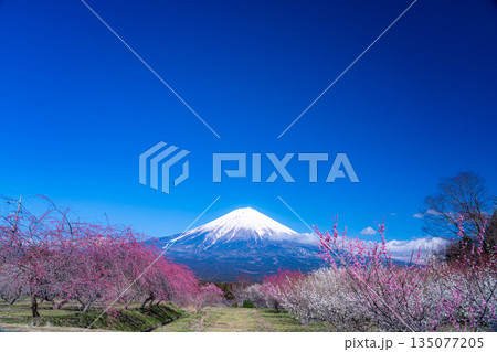 【富士山素材】静岡県富士宮市から見る富士山と梅の花【静岡県】 135077205