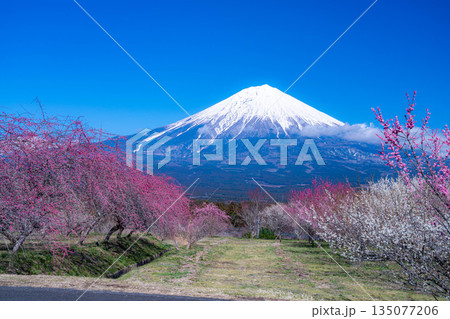 【富士山素材】静岡県富士宮市から見る富士山と梅の花【静岡県】 135077206