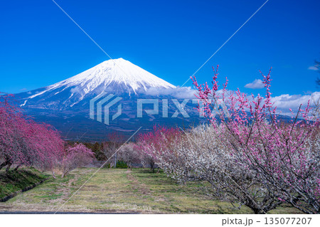 【富士山素材】静岡県富士宮市から見る富士山と梅の花【静岡県】 135077207