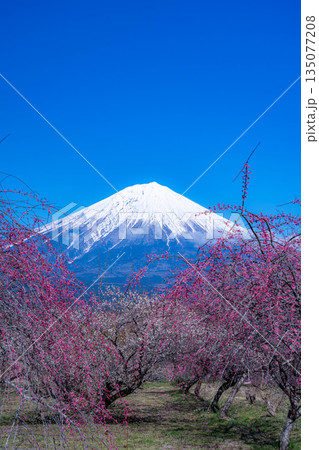 【富士山素材】静岡県富士宮市から見る富士山と梅の花【静岡県】 【富士山素材】静岡県富士宮市から見る富士山と梅の花【静岡県】 135077208