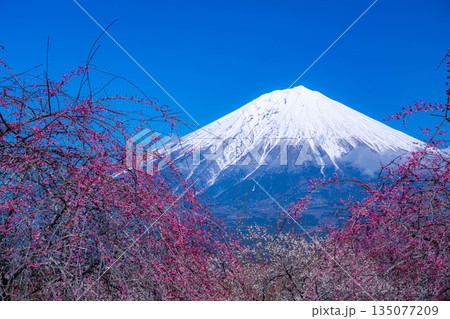 【富士山素材】静岡県富士宮市から見る富士山と梅の花【静岡県】 135077209