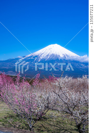 【富士山素材】静岡県富士宮市から見る富士山と梅の花【静岡県】 【富士山素材】静岡県富士宮市から見る富士山と梅の花【静岡県】 135077211