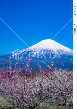 【富士山素材】静岡県富士宮市から見る富士山と梅の花【静岡県】 135077212