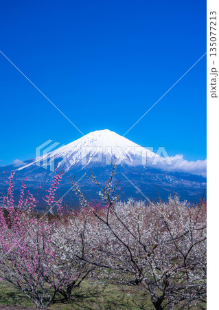 【富士山素材】静岡県富士宮市から見る富士山と梅の花【静岡県】 【富士山素材】静岡県富士宮市から見る富士山と梅の花【静岡県】 135077213