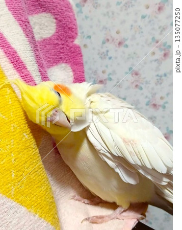リラックスしている手乗りのオカメインコ リラックスしている手乗りのオカメインコ 135077250