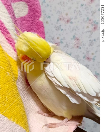リラックスしている手乗りのオカメインコ リラックスしている手乗りのオカメインコ 135077251