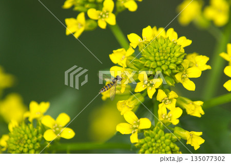春の光を浴びて菜の花に集まるハナアブ 春の光を浴びて菜の花に集まるハナアブ 135077302