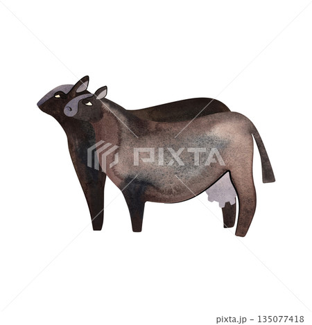 Black Angus is the most popular beef cattle breed for beef steaks. Cow and Bull. Character for packaging, children's book and encyclopedia. Isolated watercolor illustration in retro style. Clipart. Black Angus is the most popular beef cattle breed for beef steaks. Cow and Bull. Character for packaging, children's book and encyclopedia. Isolated watercolor illustration in retro style. Clipart. 135077418