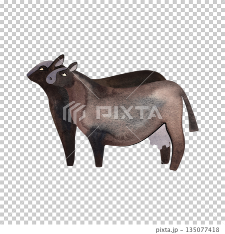 Black Angus is the most popular beef cattle breed for beef steaks. Cow and Bull. Character for packaging, children's book and encyclopedia. Isolated watercolor illustration in retro style. Clipart. Black Angus is the most popular beef cattle breed for beef steaks. Cow and Bull. Character for packaging, children's book and encyclopedia. Isolated watercolor illustration in retro style. Clipart. 135077418
