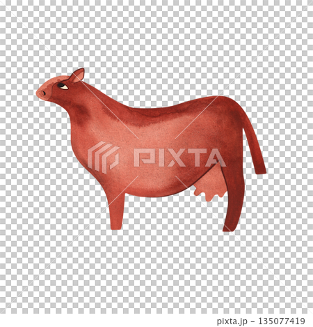 Red Angus is the most popular beef cattle breed for beef steaks. Cow. Character for packaging, children's book and encyclopedia. Isolated watercolor illustration in retro style. Clipart. 135077419