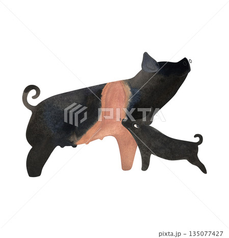 Hampshire pig with piglet. Farm animals, livestock. Characters for an article about village life. Isolated watercolor illustration for a children's encyclopedia. Hampshire pig with piglet. Farm animals, livestock. Characters for an article about village life. Isolated watercolor illustration for a children's encyclopedia. 135077427