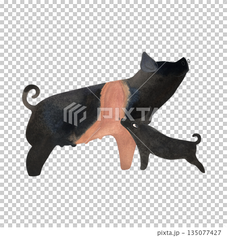 Hampshire pig with piglet. Farm animals, livestock. Characters for an article about village life. Isolated watercolor illustration for a children's encyclopedia. Hampshire pig with piglet. Farm animals, livestock. Characters for an article about village life. Isolated watercolor illustration for a children's encyclopedia. 135077427