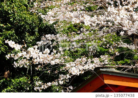屋根を覆う染井吉野　【相模原市津久井　4月】 135077438