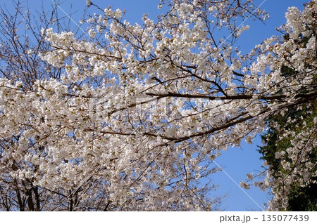染井吉野　満開　【相模原市津久井　4月】 135077439