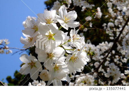 青空に咲く満開の桜　【相模原市津久井　4月】 135077441