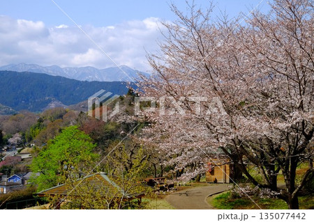 雪の丹沢山系を望む桜咲く公園　【相模原市津久井　4月】 135077442