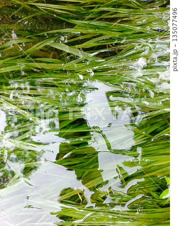 Texture of Vibrant Green Grass Submerged in Crystal Clear Water 135077496