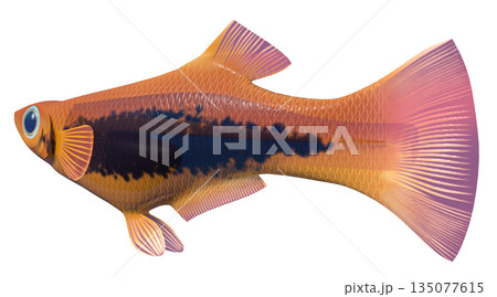 グッピー 135077615