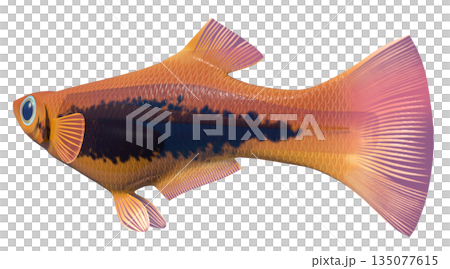 グッピー 135077615