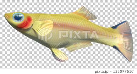 孔雀魚 孔雀魚 135077616
