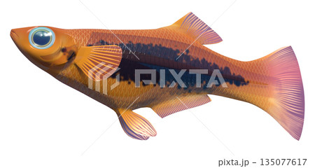 グッピー 135077617