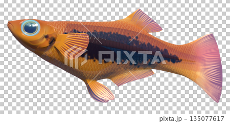 グッピー 135077617