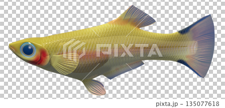 孔雀魚 孔雀魚 135077618