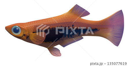 グッピー 135077619