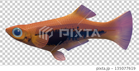 グッピー 135077619
