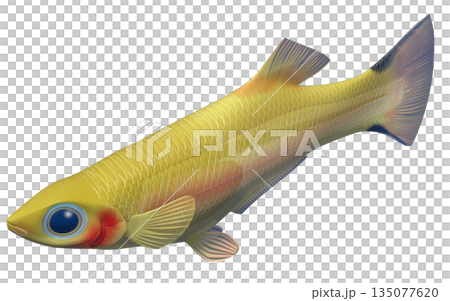 孔雀魚 孔雀魚 135077620