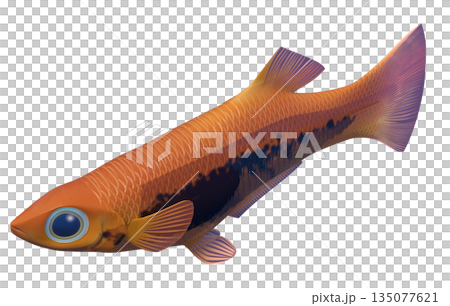 孔雀魚 孔雀魚 135077621