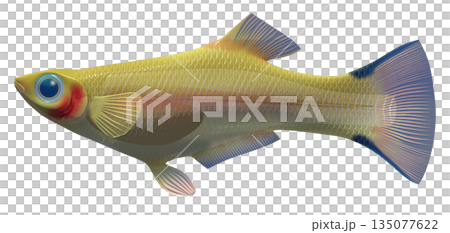 孔雀魚 孔雀魚 135077622