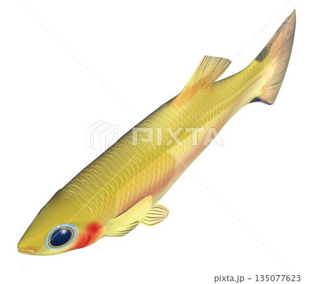 グッピー 135077623
