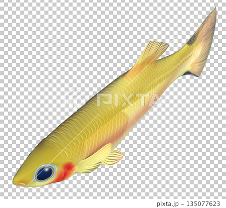 グッピー 135077623