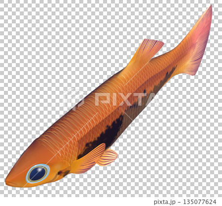 孔雀魚 孔雀魚 135077624