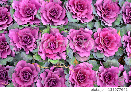 花壇に植えられた紫色の葉牡丹（ハボタン） 135077641