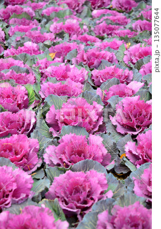 花壇に植えられた紫色の葉牡丹(ハボタン) 花壇に植えられた紫色の葉牡丹(ハボタン) 135077644