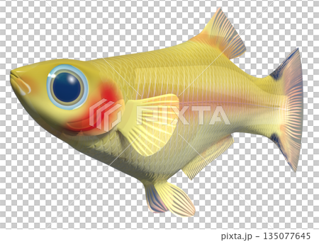 孔雀魚 孔雀魚 135077645