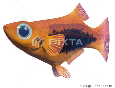 グッピー 135077646
