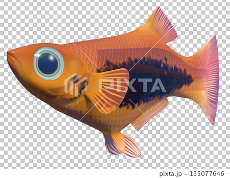 グッピー 135077646
